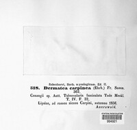 Pezicula carpinea image